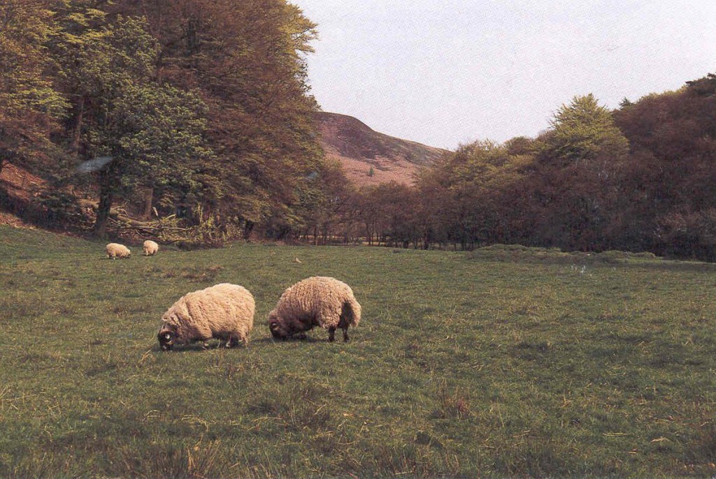 We had a few sheep at Lower Greenbank Farm, but I was too see a lot more when I got back to Marshaw in the Trough of Bowland in third assignment as a Land Girl.