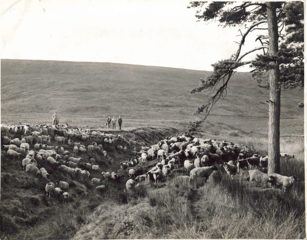 A picture showing a few of the sheep at Marshaw along with Mr. John Drinkall and his staff.