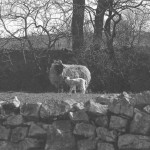 The purpose of all of our work at Marshaw, to produce as a many lambs as possible. This photo also shows the dry stone walls that I repaired.